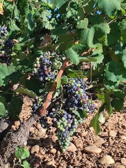 Maison De Village Chateauneuf-du-Pape Ngoại thất bức ảnh